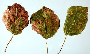 Attēlu rezultāti vaicājumam “Populus x berolinensis leaf”