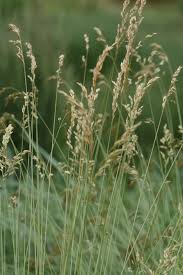 Attēlu rezultāti vaicājumam “Helictotrichon pratense”