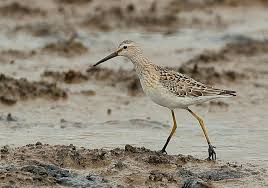 Image result for Calidris himantopus