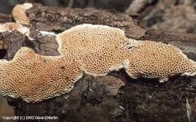 Attēlu rezultāti vaicājumam “Antrodia malicola”