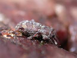 Attēlu rezultāti vaicājumam “Pissodes castaneus”