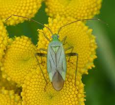 Attēlu rezultāti vaicājumam “Adelphocoris quadripunctatus”