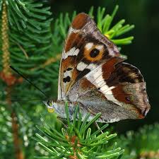 Attēlu rezultāti vaicājumam “Apatura iris”