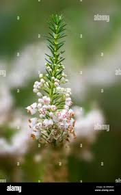 Attēlu rezultāti vaicājumam “Erica x darleyensis flower”