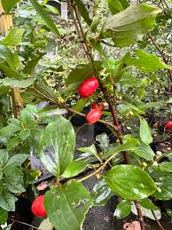 Attēlu rezultāti vaicājumam “Cornus mas fruit”