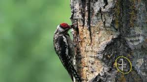 Image result for Sphyrapicus varius