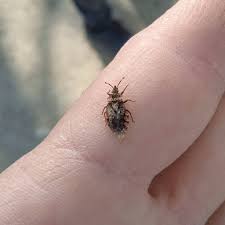 Attēlu rezultāti vaicājumam “Aradus betulae”