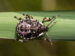 Attēlu rezultāti vaicājumam “Pinthaeus sanguinipes imago”