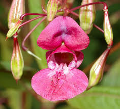 Image result for Impatiens glandulifera