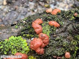 Attēlu rezultāti vaicājumam “Craterocolla cerasi”