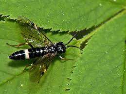 Attēlu rezultāti vaicājumam “Allantus cinctus”