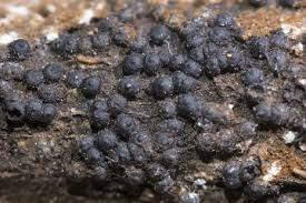 Attēlu rezultāti vaicājumam “Rosellinia desmazieri”