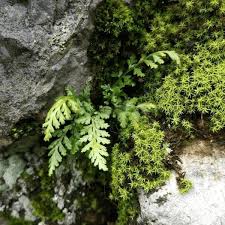 Attēlu rezultāti vaicājumam “Asplenium trichomanes”