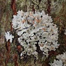 Attēlu rezultāti vaicājumam “Nectriopsis violacea”