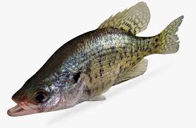 Image result for Pomoxis annularis