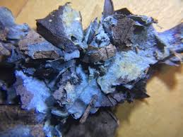 Attēlu rezultāti vaicājumam “Byssocorticium atrovirens”