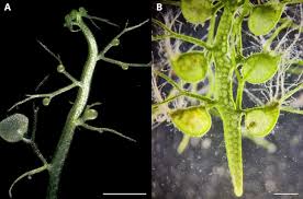 Attēlu rezultāti vaicājumam “Utricularia intermedia leaf”