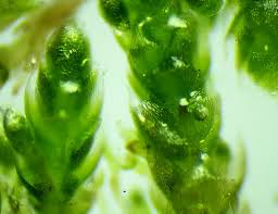 Attēlu rezultāti vaicājumam “Bryum argenteum sporophyte”