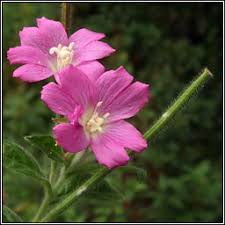 Attēlu rezultāti vaicājumam “Epilobium hirsutum flower”