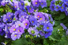 Image result for Primula obconica