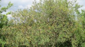 Image result for Colutea arborescens