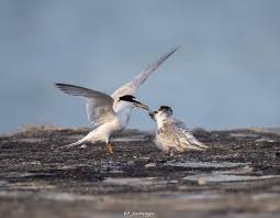 Attēlu rezultāti vaicājumam “Sternula albifrons”