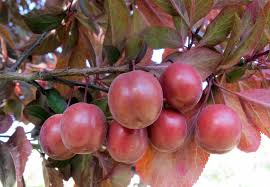 Attēlu rezultāti vaicājumam “Prunus cerasifera fruit”