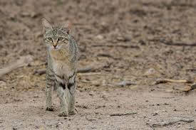 Attēlu rezultāti vaicājumam “Felis silvestris catus juvenile”