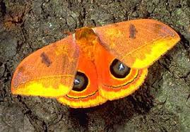 Attēlu rezultāti vaicājumam “Saturniidae”