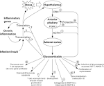 Molecular mechanisms of glucocorticoid action: what is important ...