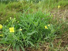 Image result for Diplotaxis tenuifolia