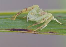 Attēlu rezultāti vaicājumam “Thomisidae”