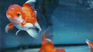 Image result for 金魚