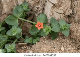 Attēlu rezultāti vaicājumam “Anagallis arvensis”