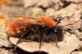 Attēlu rezultāti vaicājumam “Tenthredo campestris female”