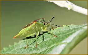 Attēlu rezultāti vaicājumam “Acanthosoma haemorrhoidale imago”