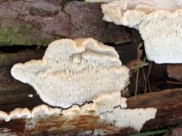 Attēlu rezultāti vaicājumam “Antrodia macra”