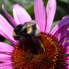Attēlu rezultāti vaicājumam “Echinacea purpurea flower”