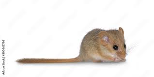 Attēlu rezultāti vaicājumam “Muscardinus avellanarius”