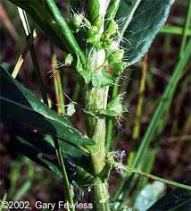 Attēlu rezultāti vaicājumam “Polygonum amphibium”
