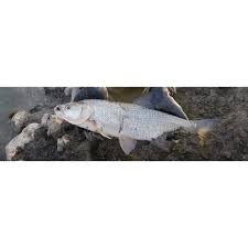 Image result for Aspius aspius