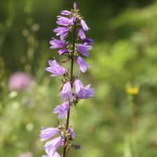 Attēlu rezultāti vaicājumam “Campanula bononiensis”
