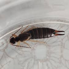 Attēlu rezultāti vaicājumam “Forficula auricularia”