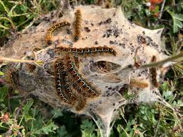 Attēlu rezultāti vaicājumam “Eriogaster lanestris”