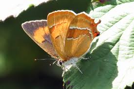 Attēlu rezultāti vaicājumam “Thecla betulae female”