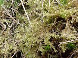 Attēlu rezultāti vaicājumam “Hypnum jutlandicum”