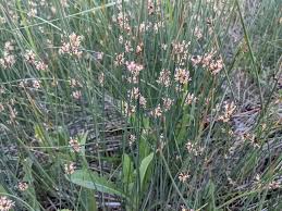 Attēlu rezultāti vaicājumam “Juncus balticus”