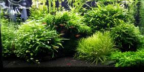 Attēlu rezultāti vaicājumam “Fontinalis antipyretica subsp. gracilis”