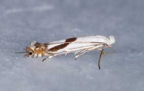 Attēlu rezultāti vaicājumam “Lyonetiidae”