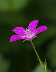 Attēlu rezultāti vaicājumam “Geranium palustre fruit”